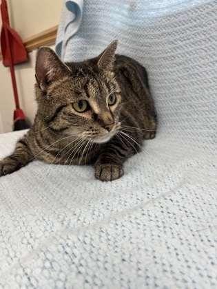 Catsy Cline, an adoptable Domestic Short Hair in McCook, NE, 69001 | Photo Image 2