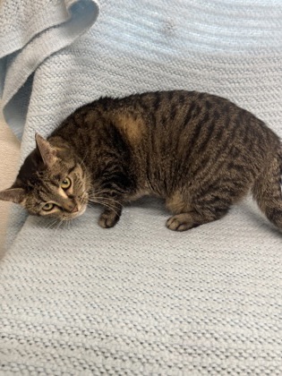 Catsy Cline, an adoptable Domestic Short Hair in McCook, NE, 69001 | Photo Image 3