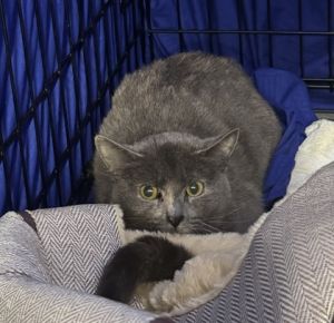 Kalypso OF89, Adult Female Domestic Short Hair