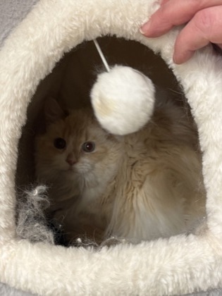 Koala- Barn Cat OF95