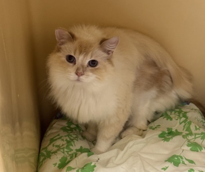Koala- Barn Cat OF95