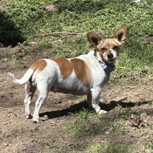 Sarsaparilla, Adult Female Chihuahua