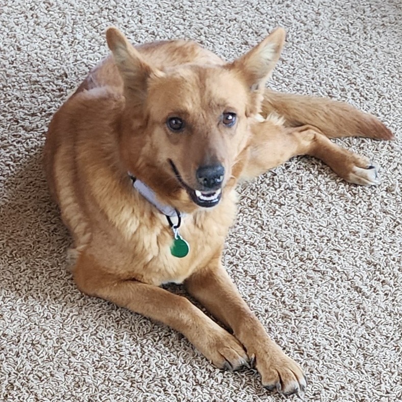Aubrielle, an adoptable Mixed Breed in Sioux Falls, SD, 57106 | Photo Image 1