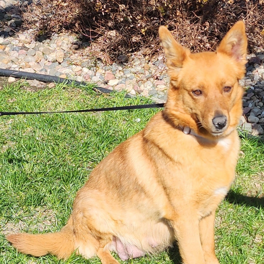 Aubrielle, an adoptable Mixed Breed in Sioux Falls, SD, 57106 | Photo Image 2