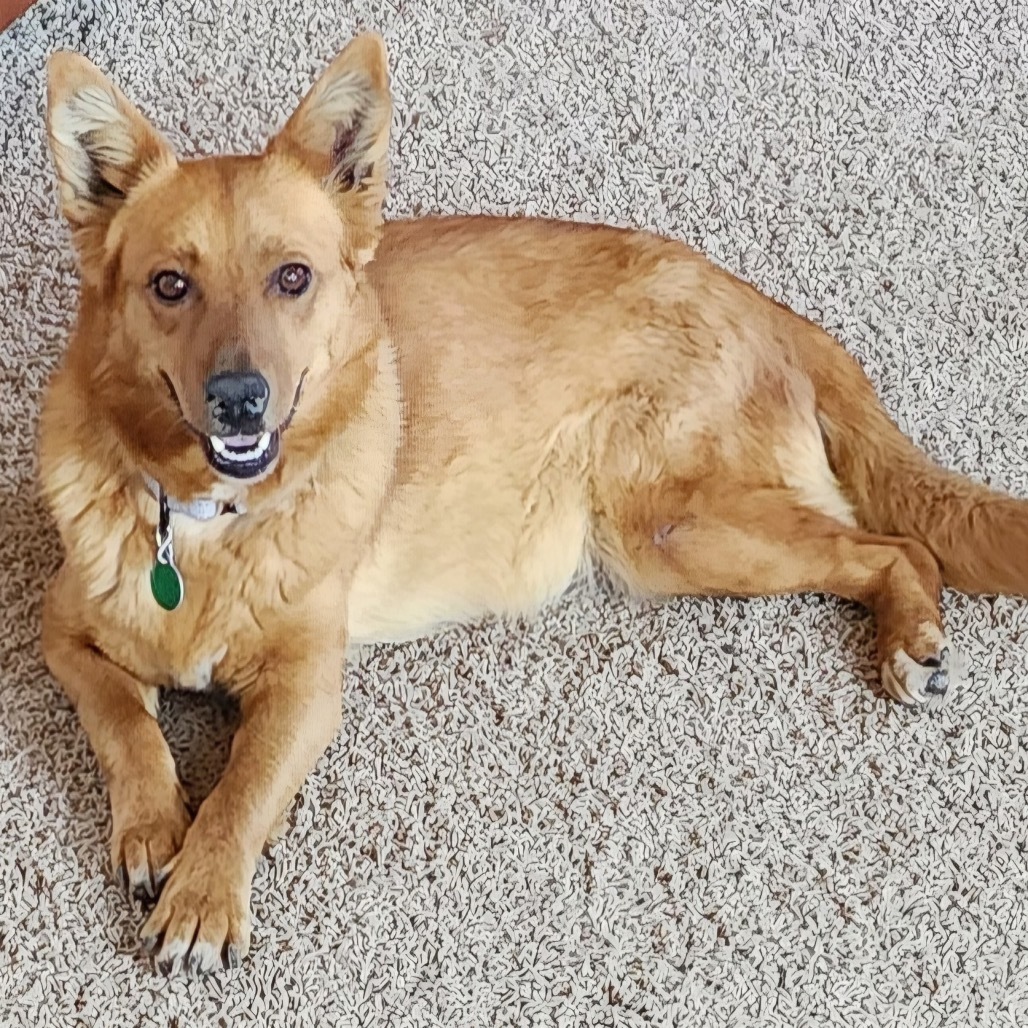 Aubrielle, an adoptable Mixed Breed in Sioux Falls, SD, 57106 | Photo Image 3