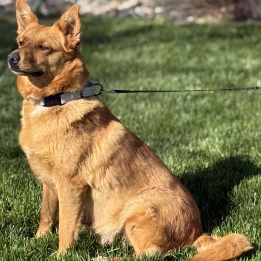 Aubrielle, an adoptable Mixed Breed in Sioux Falls, SD, 57106 | Photo Image 4