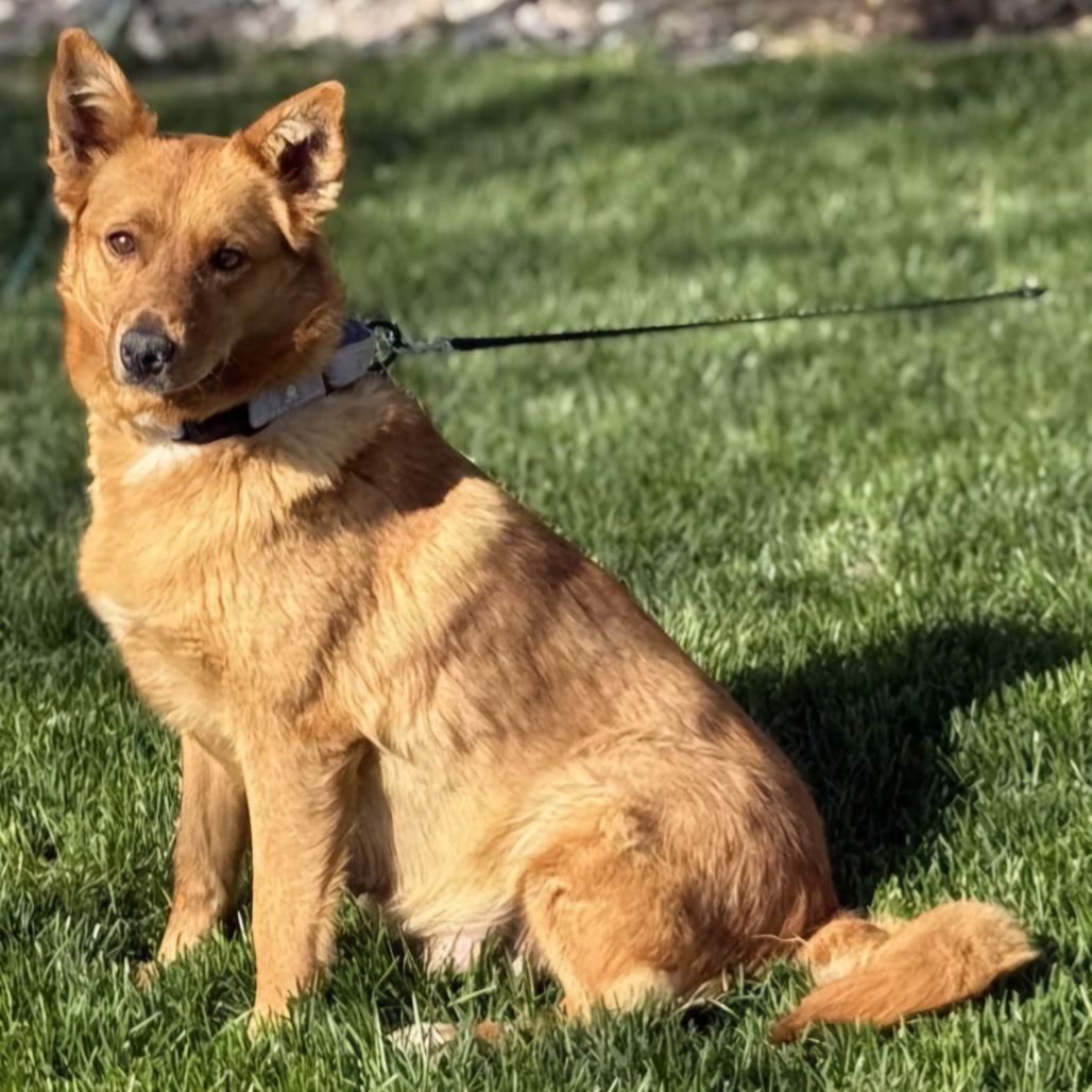 Aubrielle, an adoptable Mixed Breed in Sioux Falls, SD, 57106 | Photo Image 5
