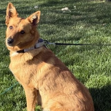 Aubrielle, an adoptable Mixed Breed in Sioux Falls, SD, 57106 | Photo Image 6