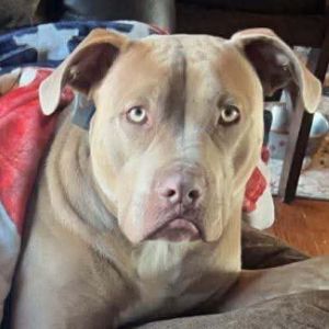 Hulk, Adult Male Mixed Breed