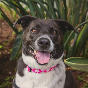 Polly is a smart affectionate dog whos full of personality and eager to bond with her people She 