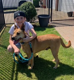 Roxy, Adult Female Carolina Dog