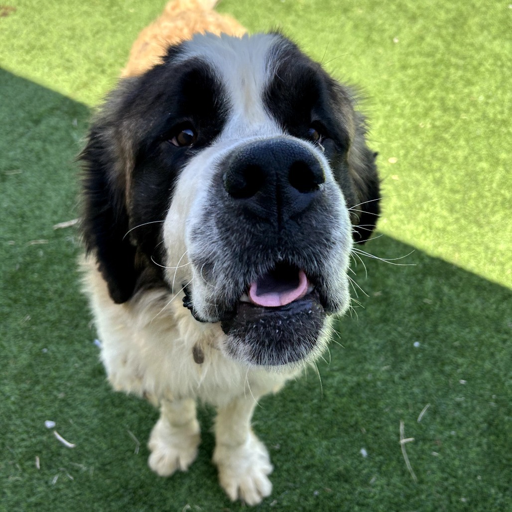 Asgard - Gentle, Loving Giant! $350!