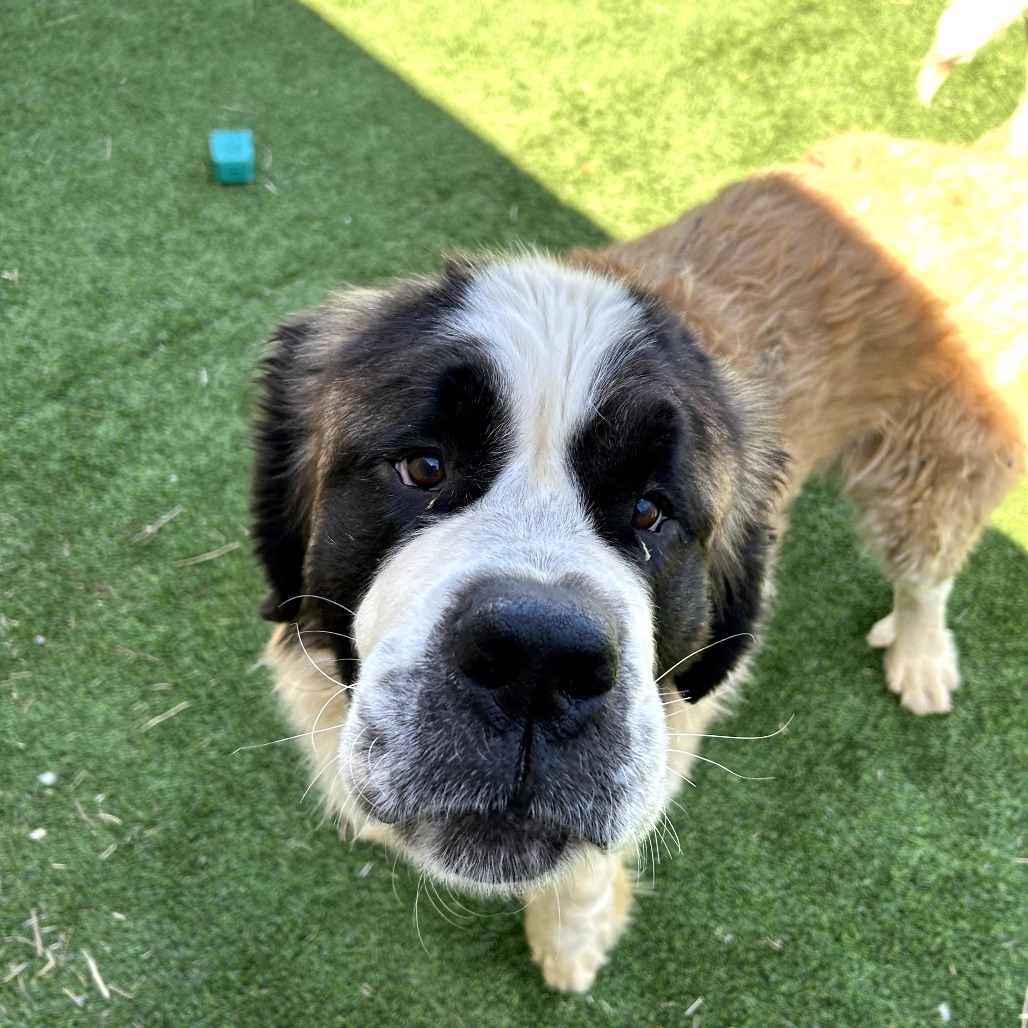 Asgard - Gentle, Loving Giant! $350!