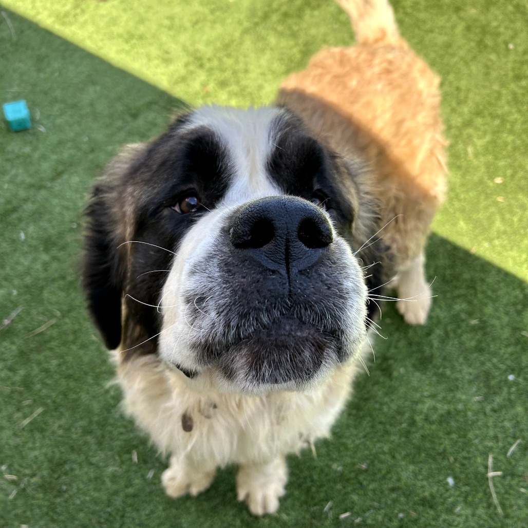 Asgard - Gentle, Loving Giant! $350!
