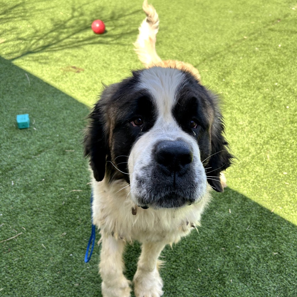 Asgard - Gentle, Loving Giant! $350!