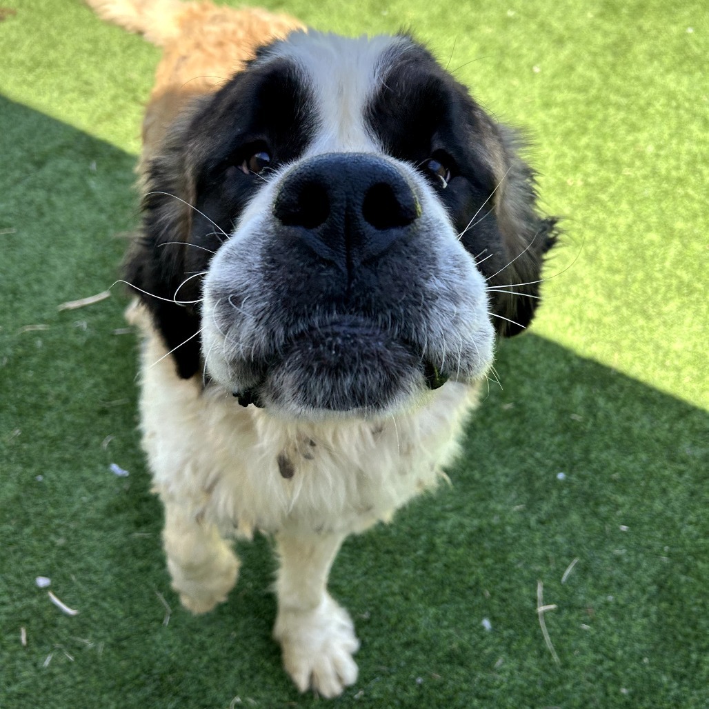 Asgard - Gentle, Loving Giant! $350!