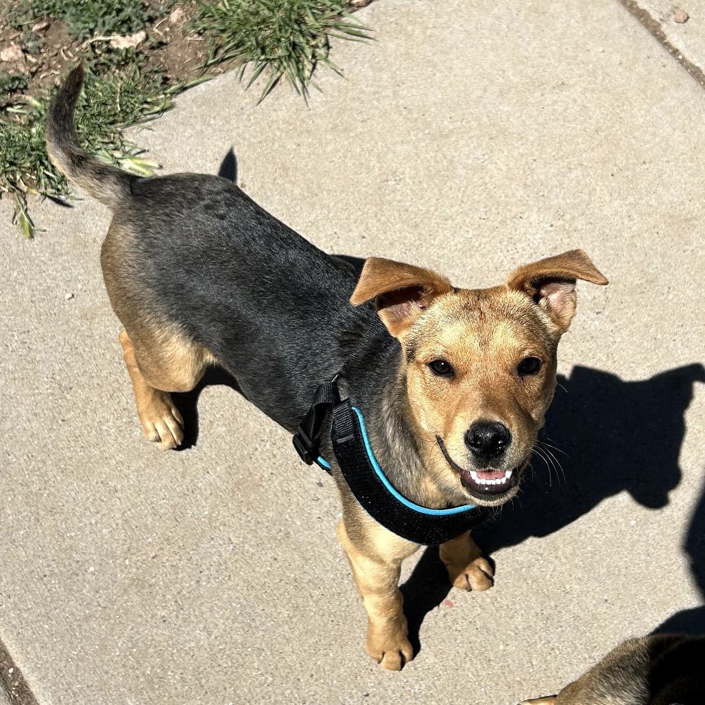 Filo - Sweet Boy & Loves Treats