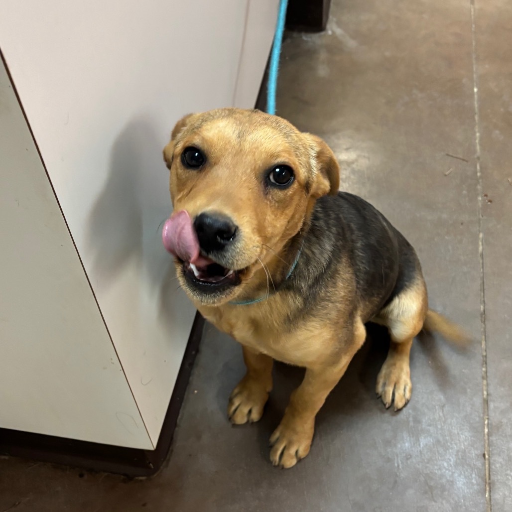 Filo - Sweet Boy & Loves Treats