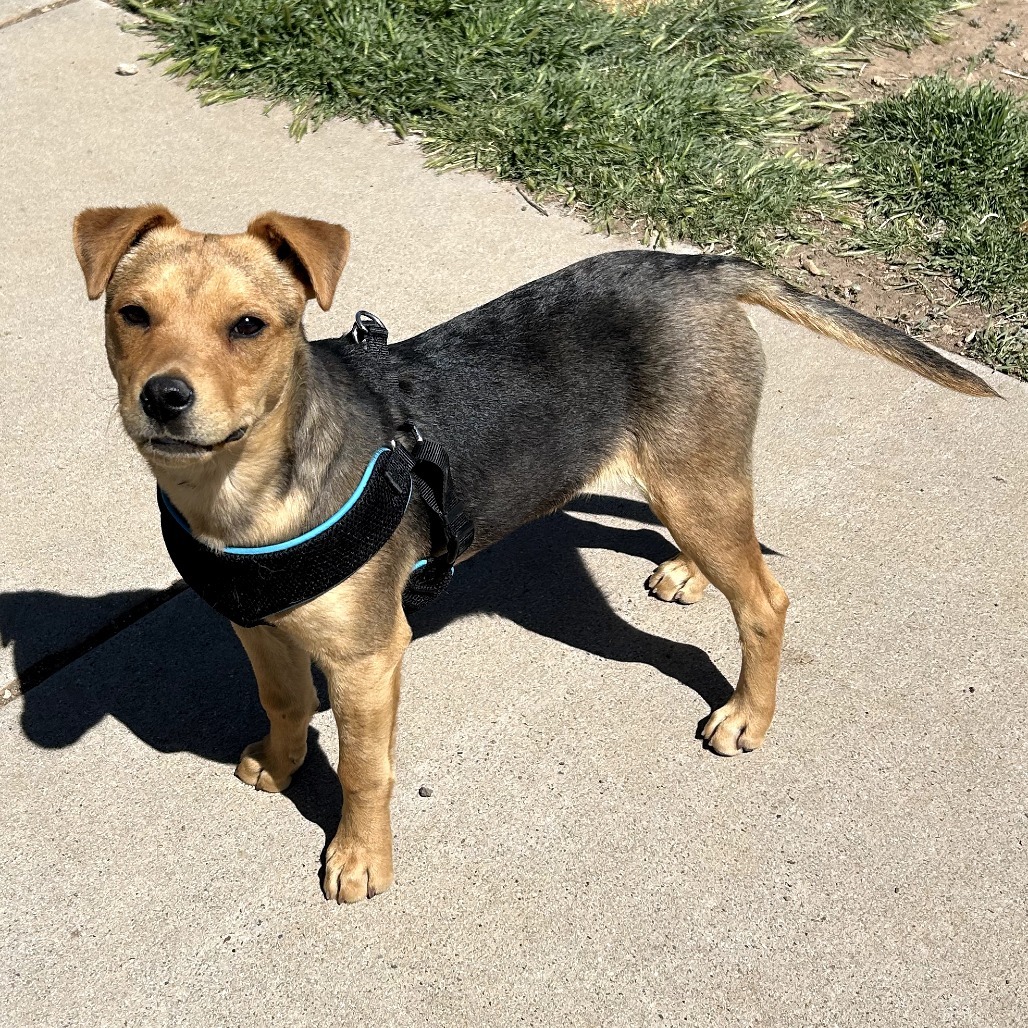 Filo - Sweet Boy & Loves Treats