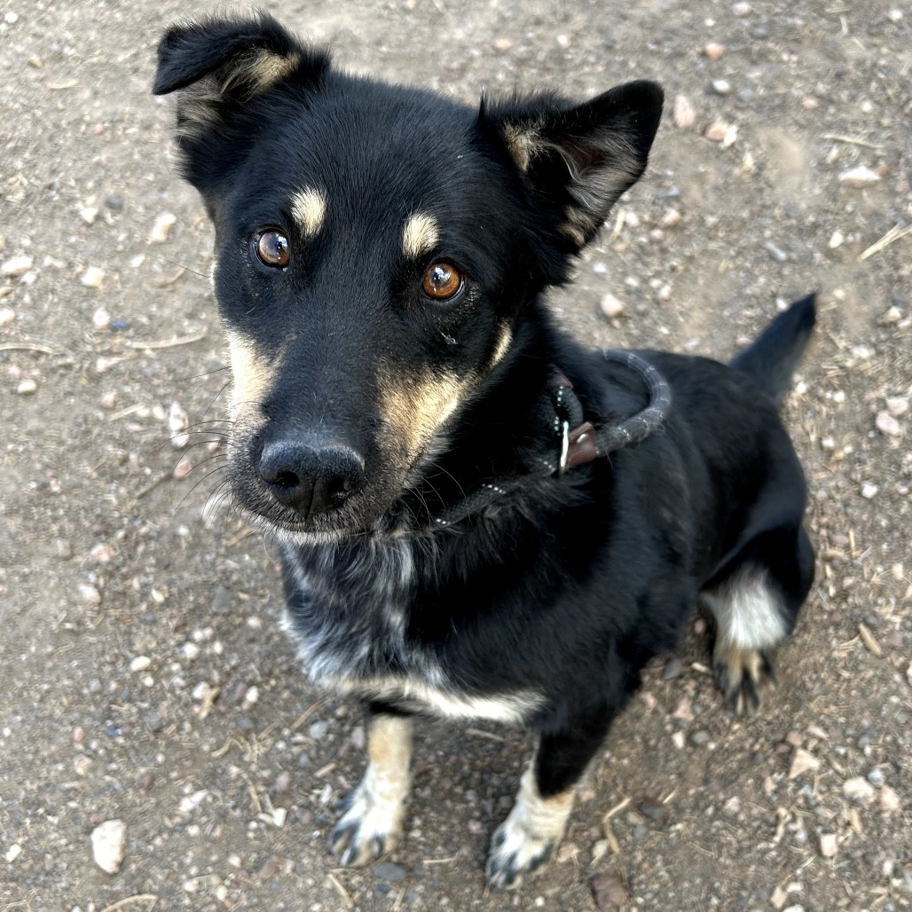 Tiffany - Loves Treat & Good w/ Dogs!