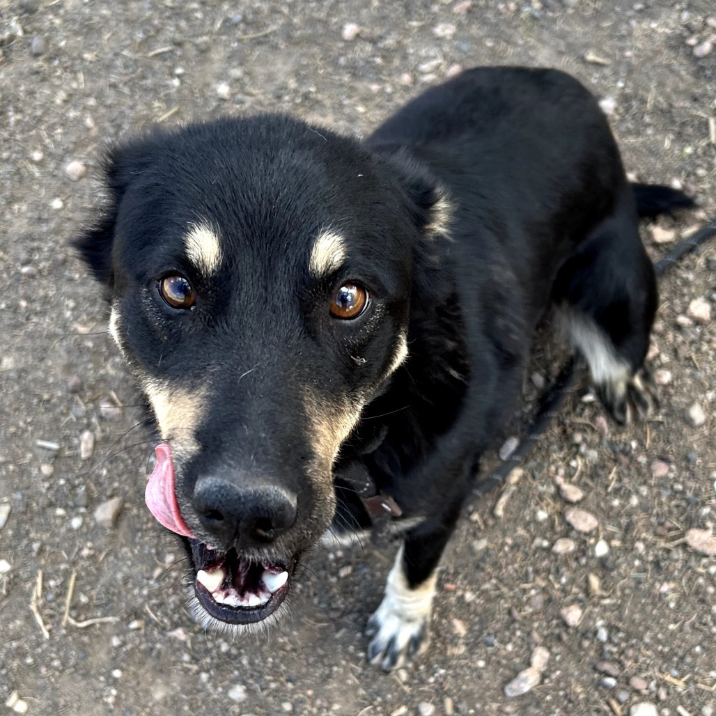 Tiffany - Loves Treat & Good w/ Dogs!