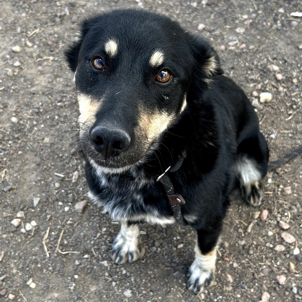 Tiffany - Loves Treat & Good w/ Dogs!