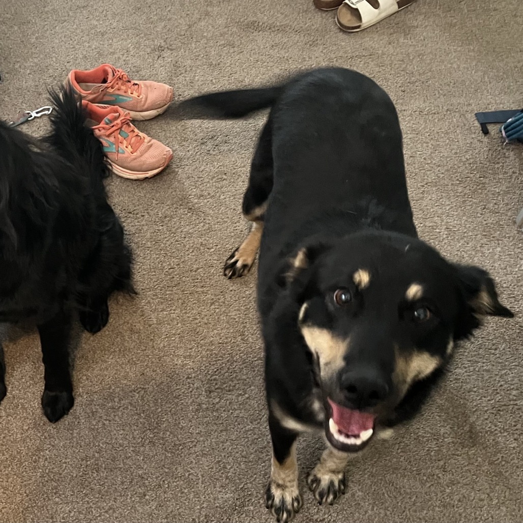Tiffany - Loves Treat & Good w/ Dogs!