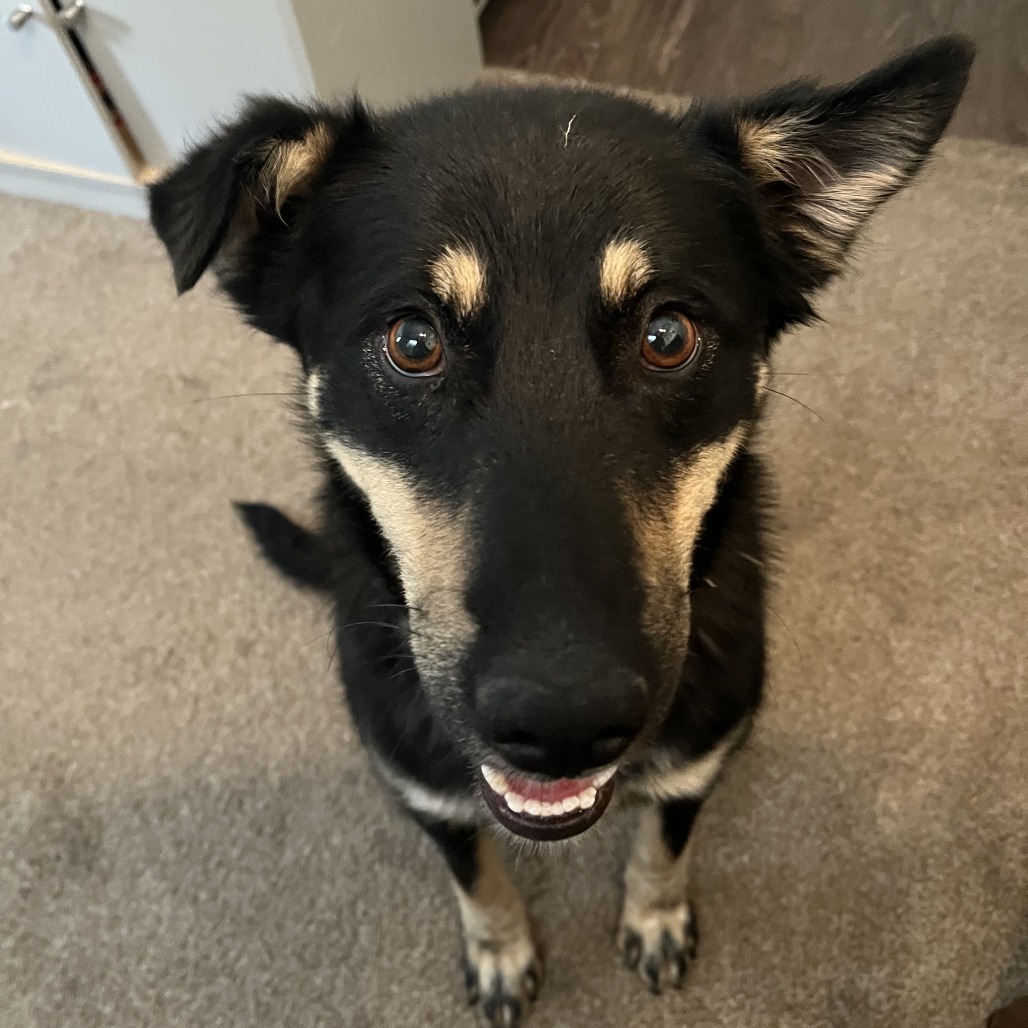 Tiffany - Loves Treat & Good w/ Dogs!