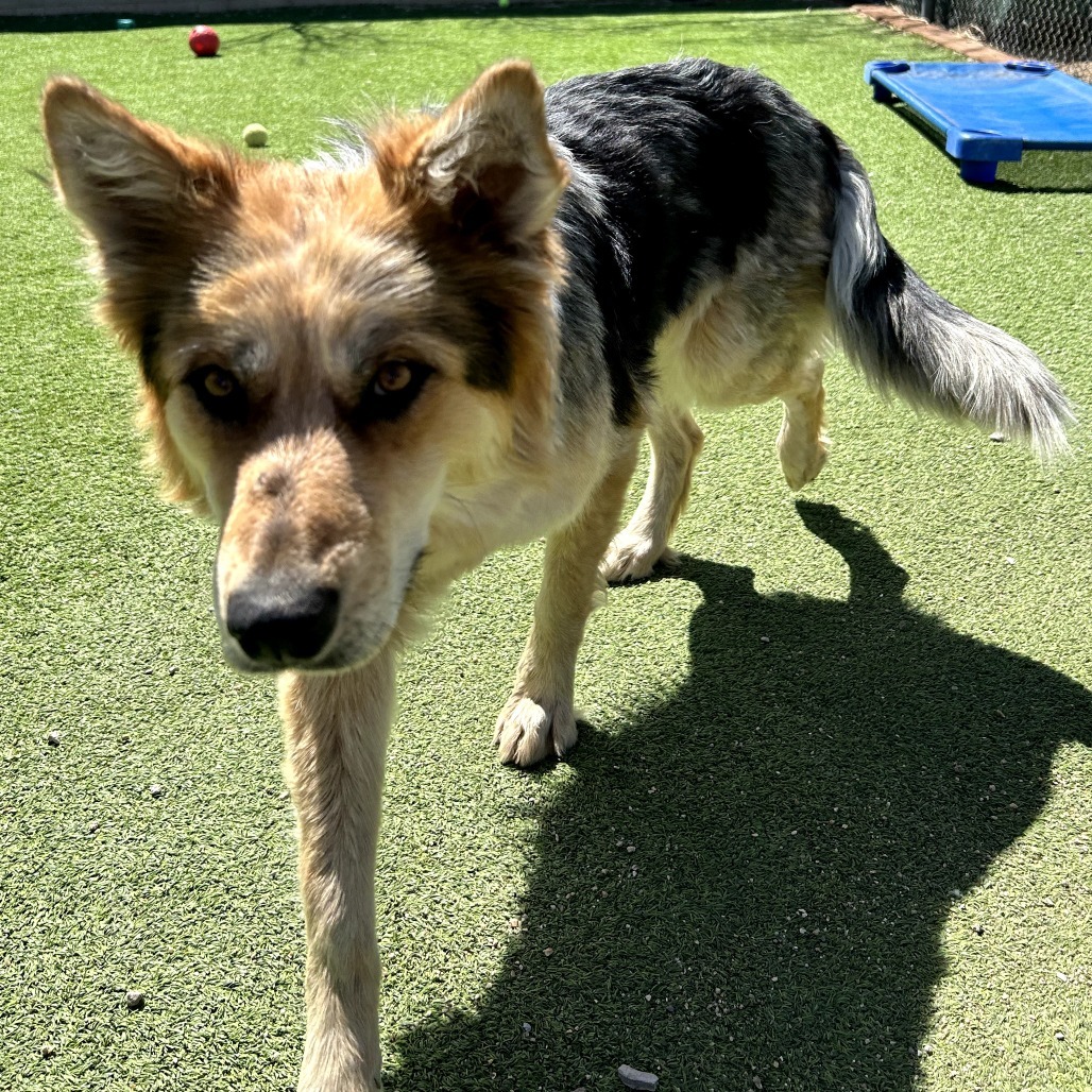 Indie - Gorgeous Girl Who Loves Treats!