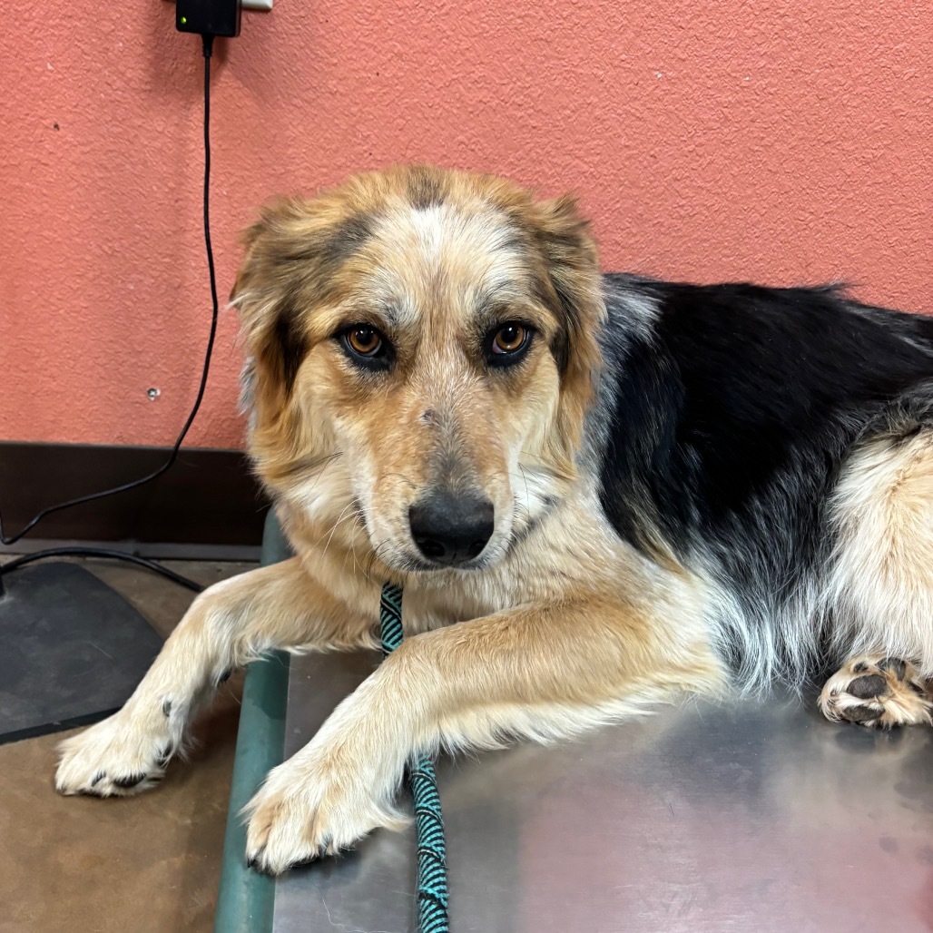 Indie - Gorgeous Girl Who Loves Treats!