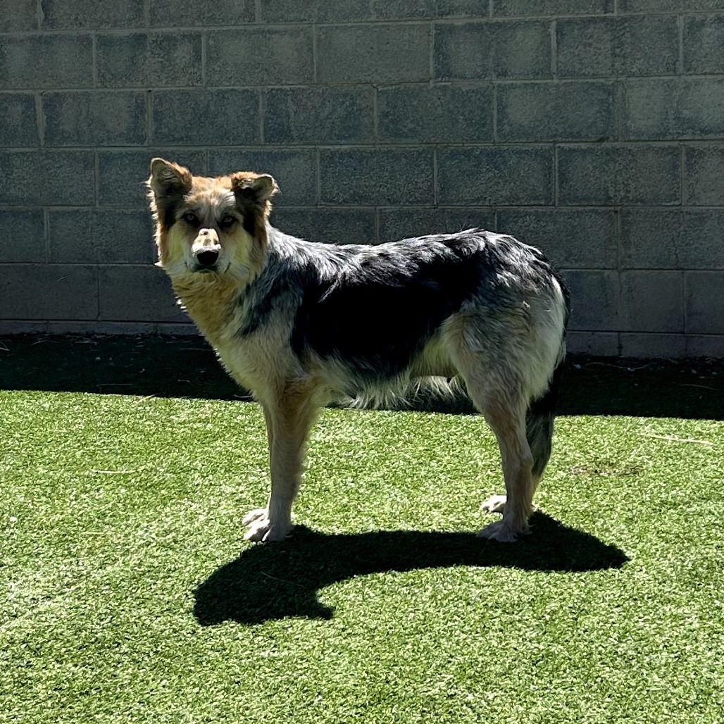 Indie - Gorgeous Girl Who Loves Treats!