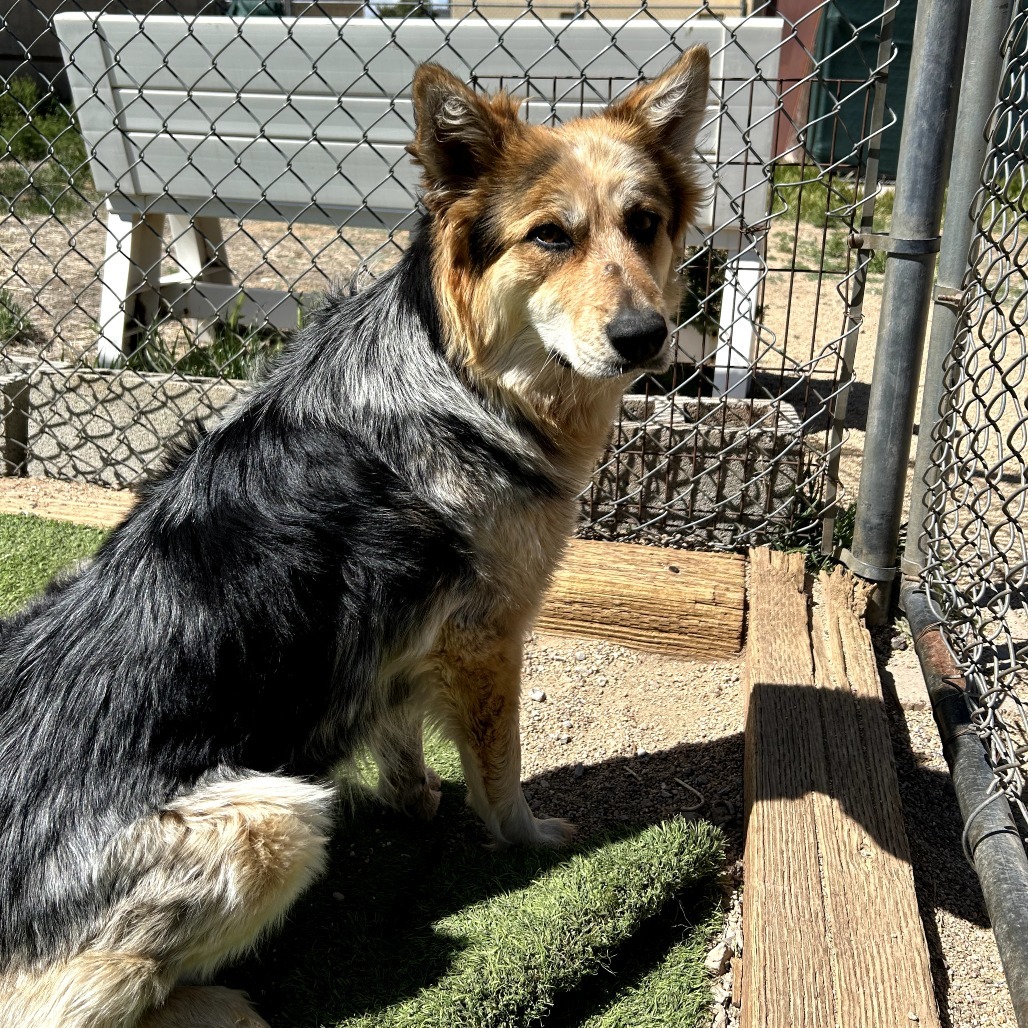Indie - Gorgeous Girl Who Loves Treats!