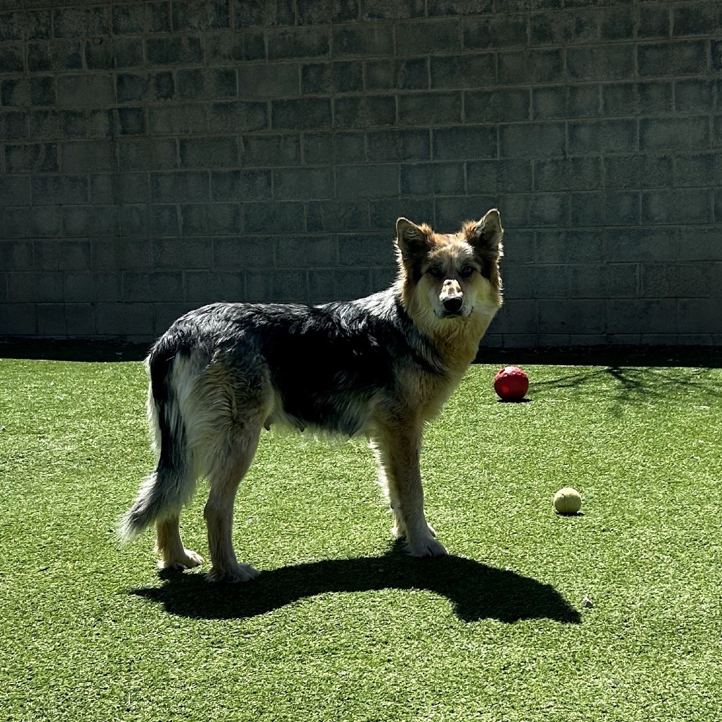 Indie - Gorgeous Girl Who Loves Treats!