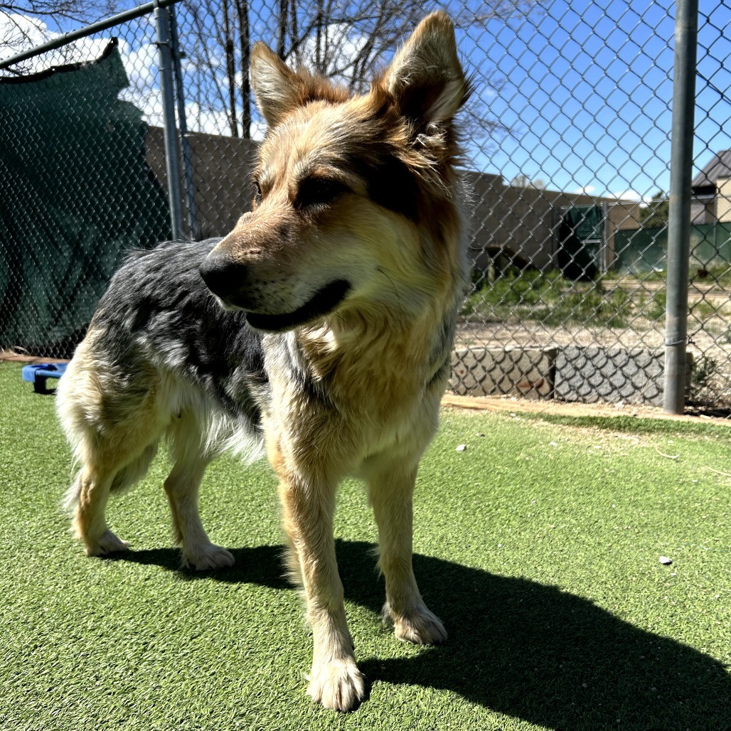 Indie - Gorgeous Girl Who Loves Treats!