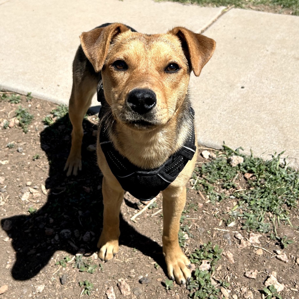 Princess - Loves People & Treats