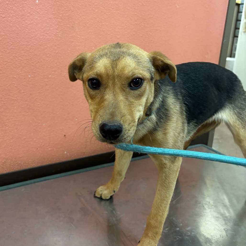 Princess - Loves People & Treats