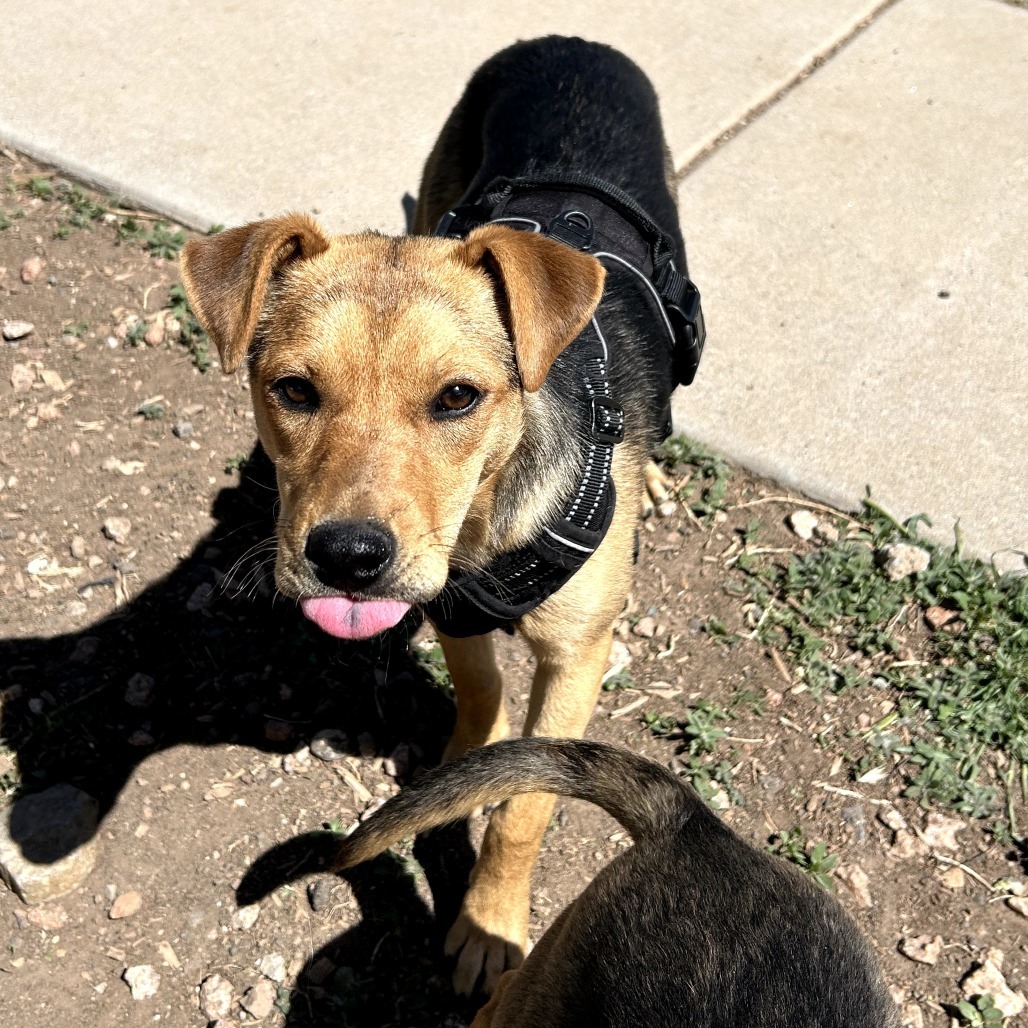 Princess - Loves People & Treats