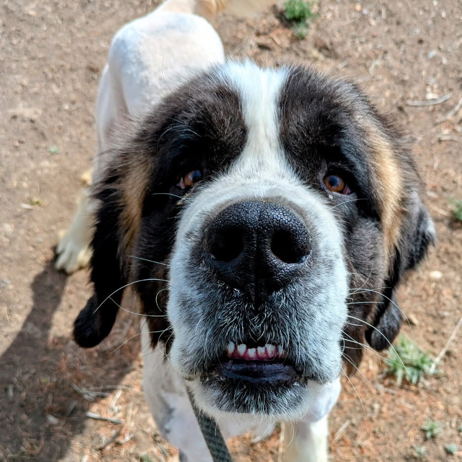 Kyln - Shy, sweet floofball! $350!