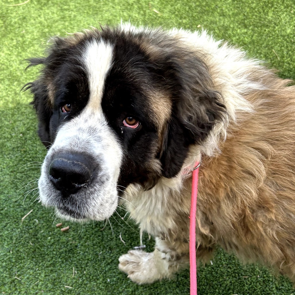 Kyln - Shy, sweet floofball! $350!