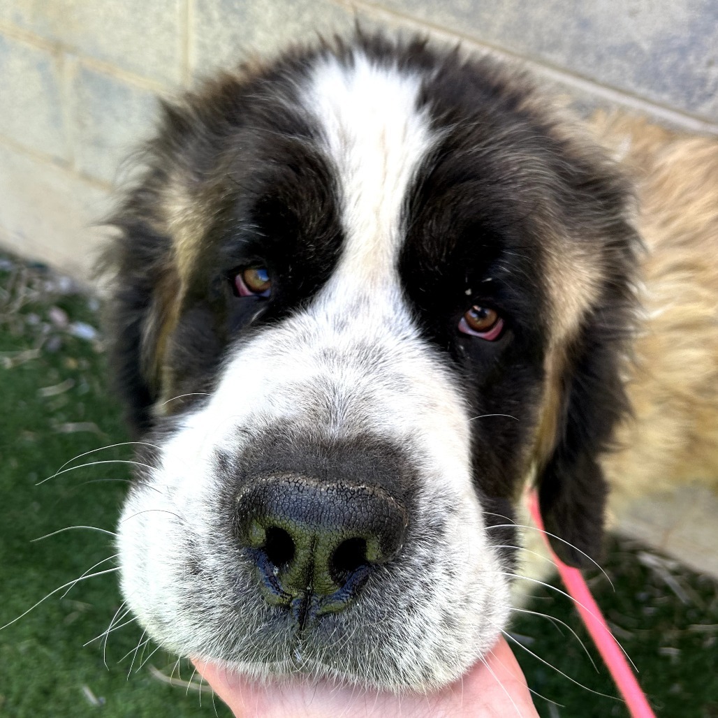 Kyln - Shy, sweet floofball! $350!
