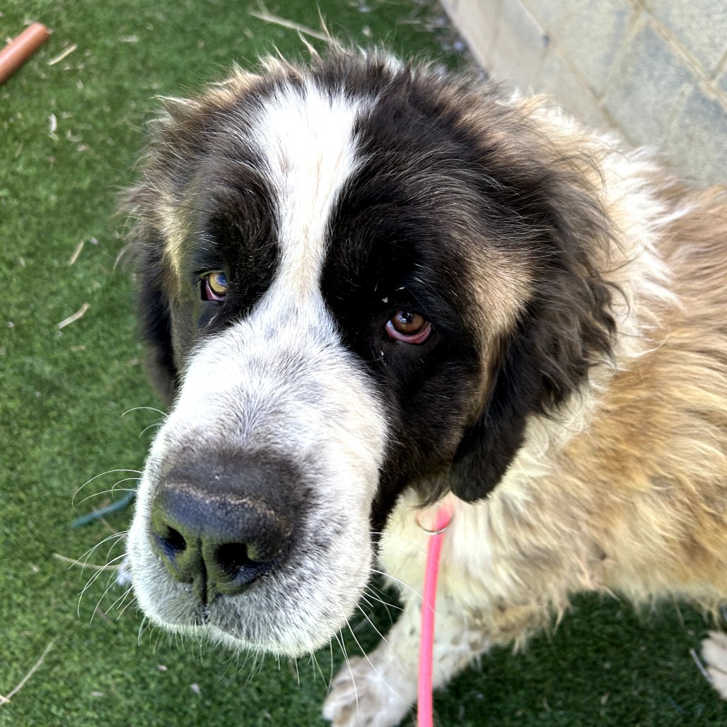 Kyln - Shy, sweet floofball! $350!