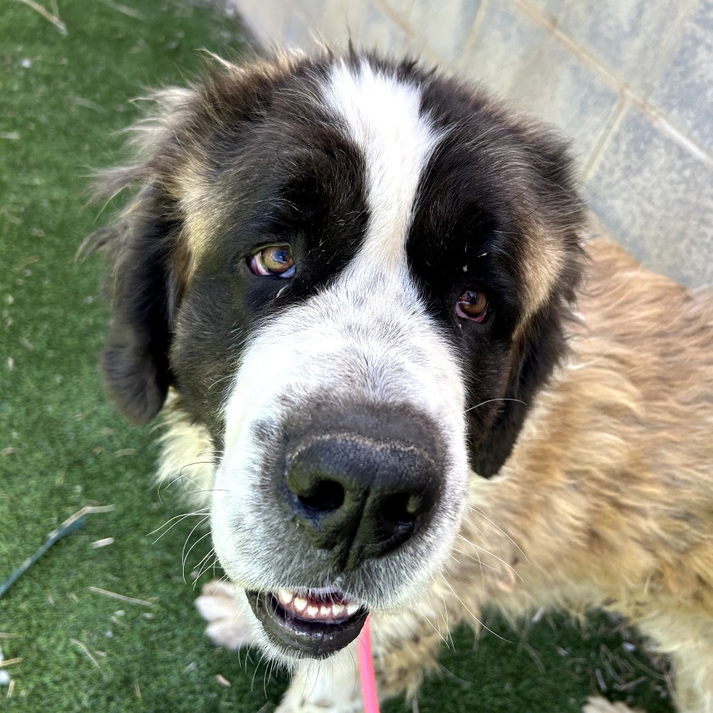 Kyln - Shy, sweet floofball! $350!