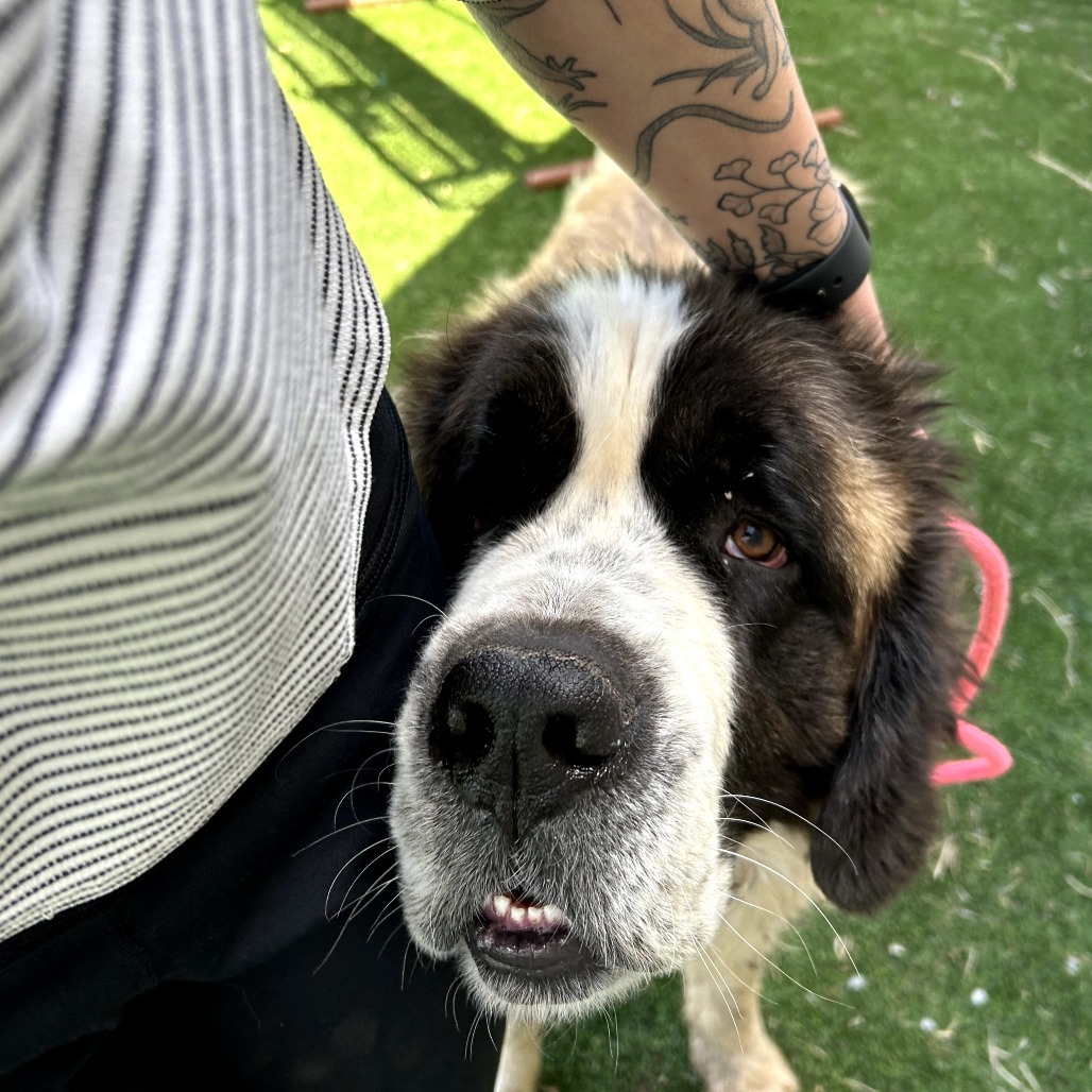 Kyln - Shy, sweet floofball! $350!