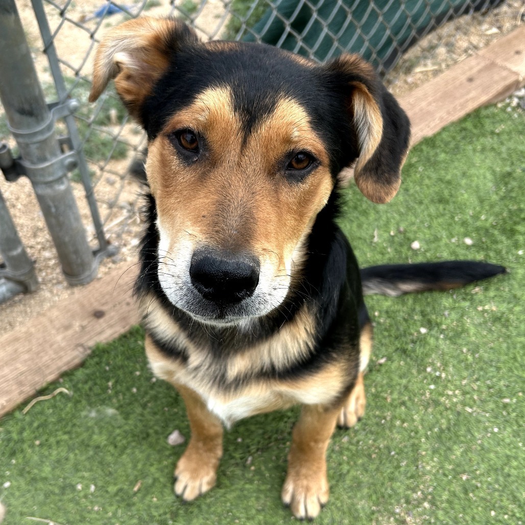Shawn - Sweet & Handsome Boy!
