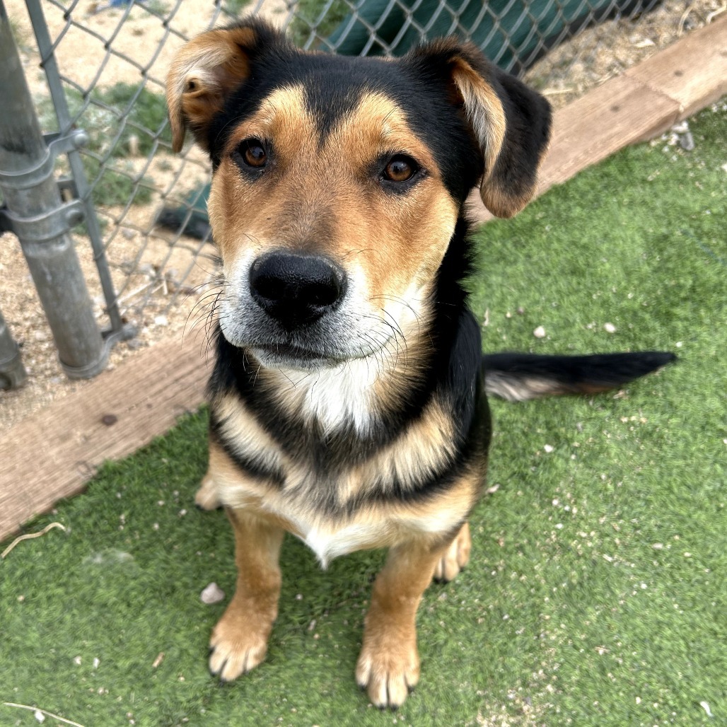 Shawn - Sweet & Handsome Boy!