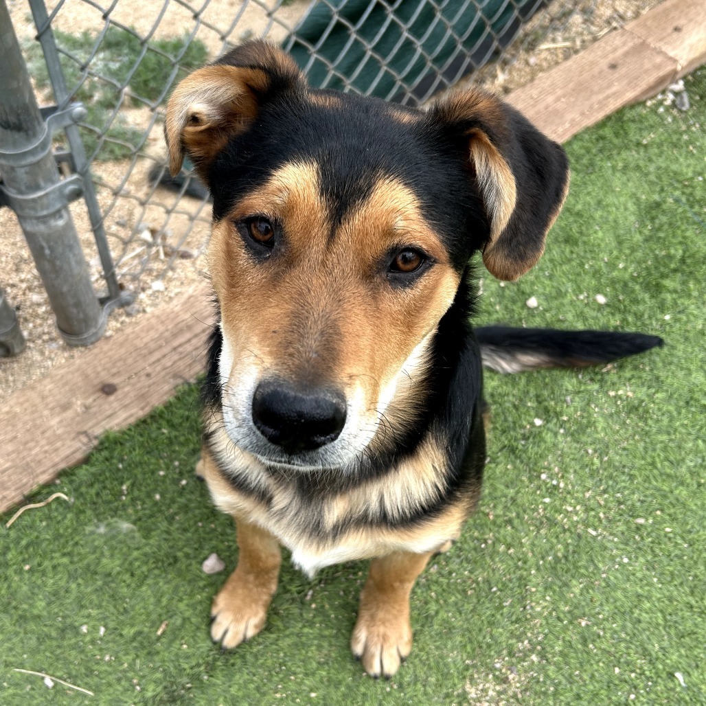 Shawn - Sweet & Handsome Boy!