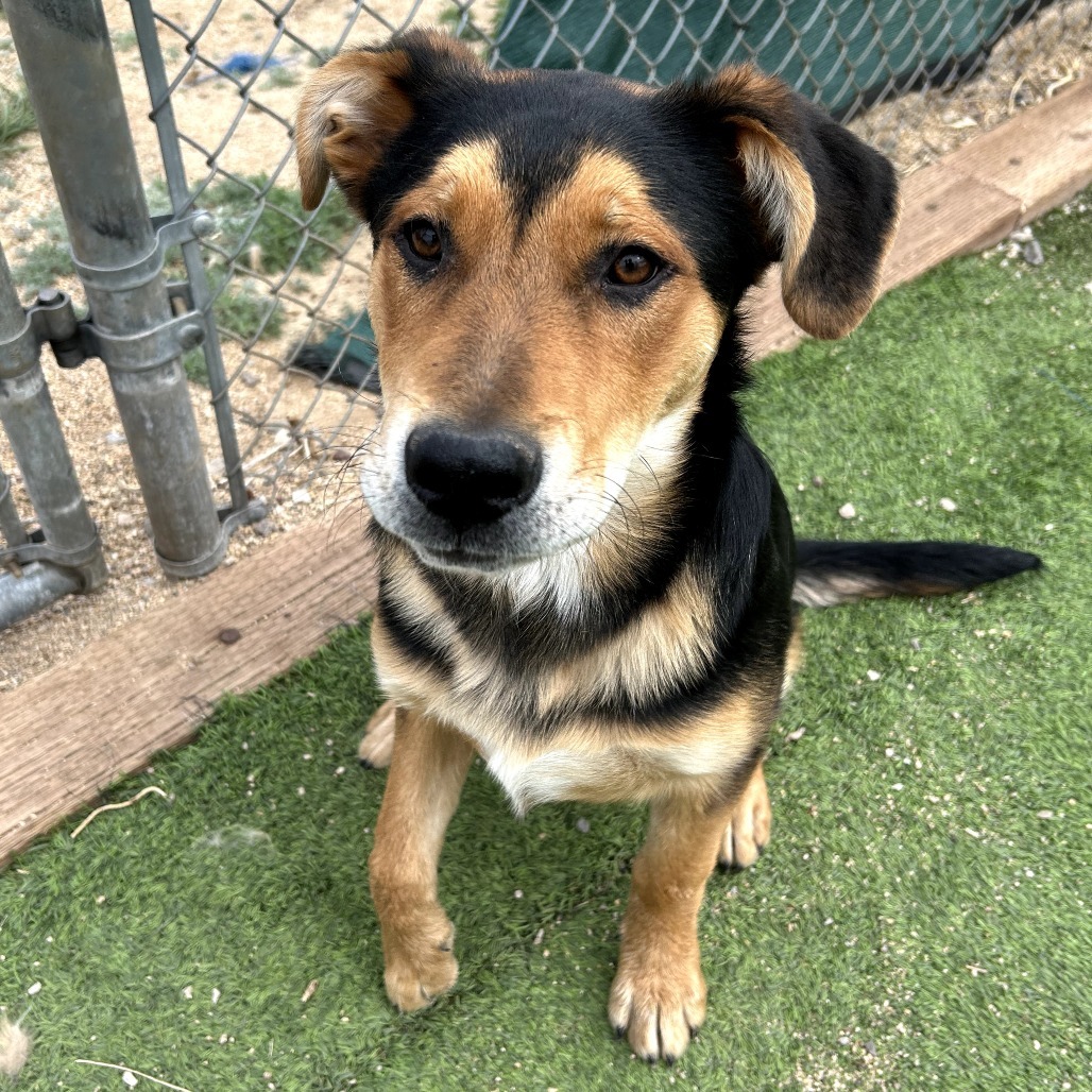 Shawn - Sweet & Handsome Boy!