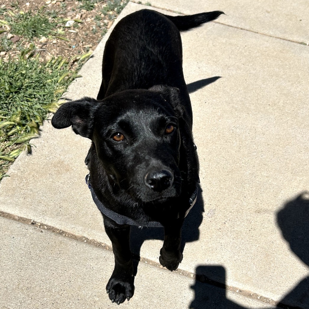 Midnight - Pretty Girl Who Loves Pets!
