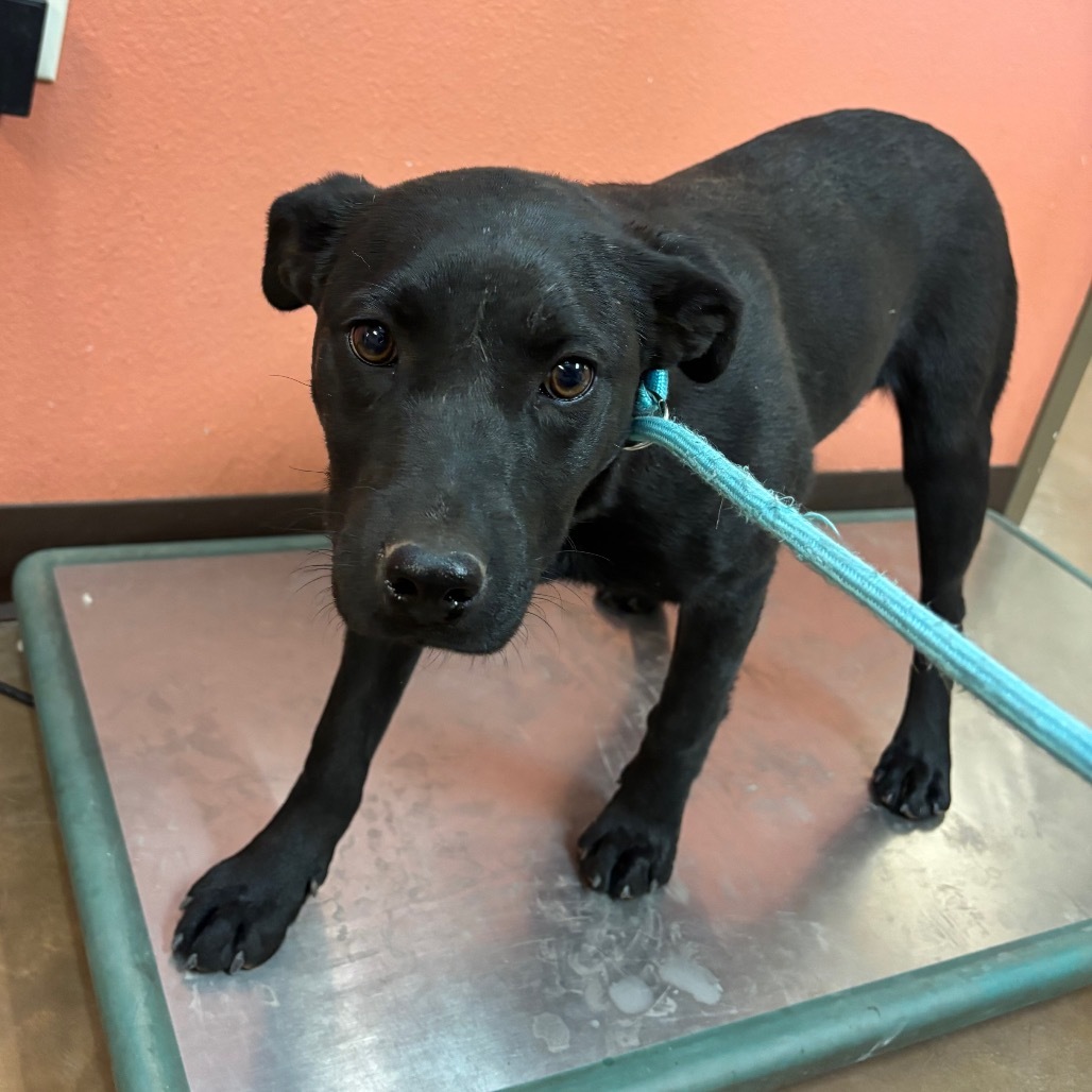 Midnight - Pretty Girl Who Loves Pets!