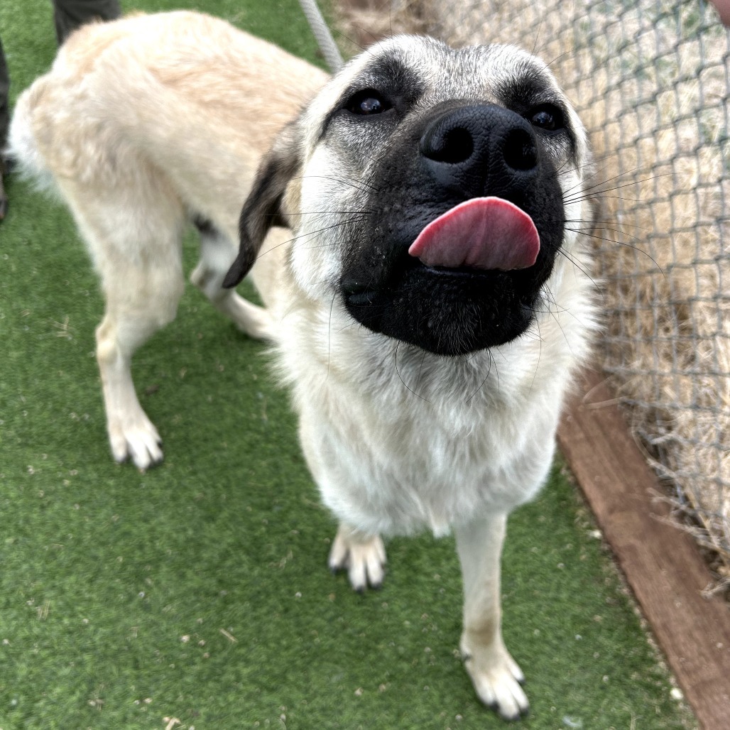 Yondu - Playful, Handsome Boy!